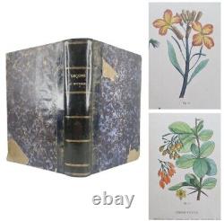 Antique Botanical Book by Emmanuel Le Maout 1838 Period Illustrations