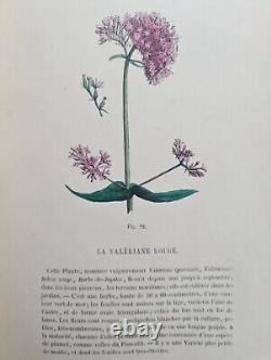 Antique Botanical Book by Emmanuel Le Maout 1838 Period Illustrations