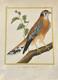 Cayenne Harrier? - Buffon & Martinet 1770 Period Coloring
