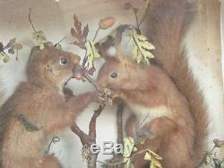 Diorama Stuffed Squirrel On Branch Xixth