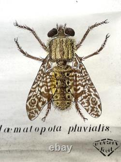 Doctor Auzoux / Educational Poster Parasitology Flies 19th Century Medicine