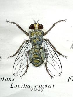 Doctor Auzoux / Educational Poster Parasitology Flies 19th Century Medicine