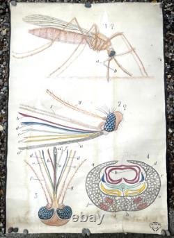 Doctor Auzoux / Educational Poster Parasitology Flies 19th Century Medicine