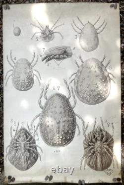 Doctor Auzoux / Educational Poster Parasitology Flies 19th Century Medicine