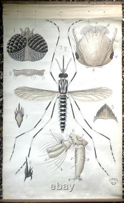Doctor Auzoux / Educational Poster Parasitology Flies 19th Century Medicine