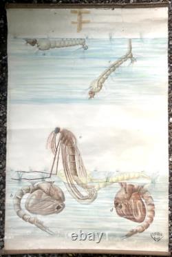 Doctor Auzoux / Educational Poster Parasitology Flies 19th Century Medicine