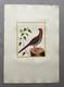 Guiana Pheasant, Engraving By Martinet, Period Print, 18th Century, Bird