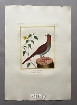 Guiana Pheasant, engraving by Martinet, period print, 18th century, bird