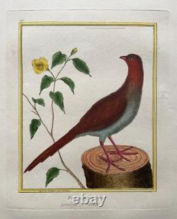 Guiana Pheasant, engraving by Martinet, period print, 18th century, bird