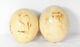 Pair Of Orientalist Bedouin Ostrich Eggs, Signed 19th Century