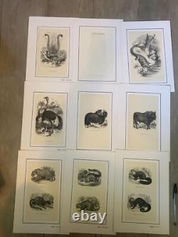 Set of 60 animal engravings 19th century Louis-Philippe period