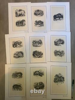 Set of 60 animal engravings 19th century Louis-Philippe period