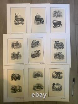 Set of 60 animal engravings 19th century Louis-Philippe period