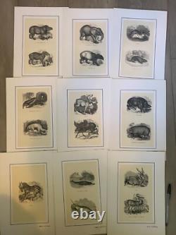 Set of 60 animal engravings 19th century Louis-Philippe period