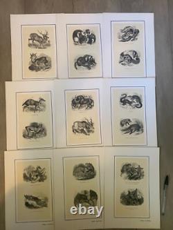 Set of 60 animal engravings 19th century Louis-Philippe period Set of 60 animal engravings 19th century Louis-Philippe period