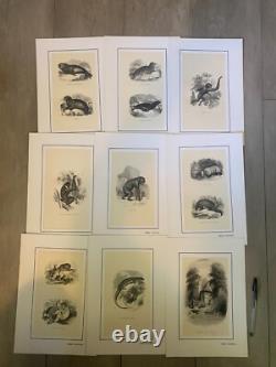 Set of 60 animal engravings 19th century Louis-Philippe period