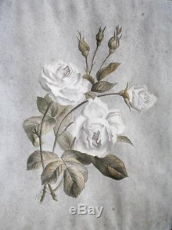 DESSIN ORIGINAL-FLEUR-ROSE-L. CAPITAINE-BOTANIQUE-EPOQUE FIN XIX eme-1/2