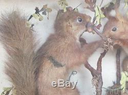 Diorama écureuils naturalisés sur branche époque XIXème
