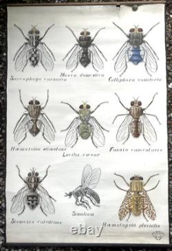 Docteur Auzoux / affiche pédagogique parasitologie Mouches XIXème médecine