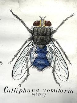 Docteur Auzoux / affiche pédagogique parasitologie Mouches XIXème médecine