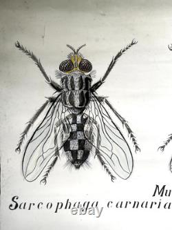 Docteur Auzoux / affiche pédagogique parasitologie Mouches XIXème médecine