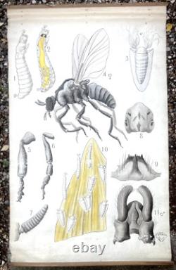 Docteur Auzoux / affiche pédagogique parasitologie Mouches XIXème médecine