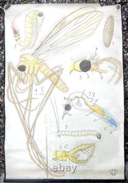 Docteur Auzoux / affiche pédagogique parasitologie Mouches XIXème médecine