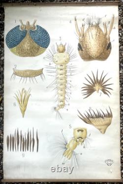 Docteur Auzoux / affiche pédagogique parasitologie Mouches XIXème médecine