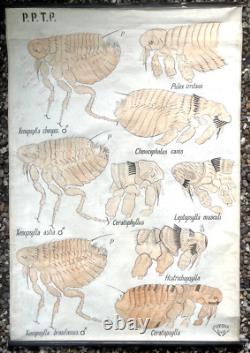 Docteur Auzoux / affiche pédagogique parasitologie Mouches XIXème médecine