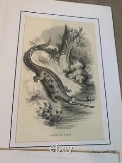 Lot de 60 gravures animalières XIXe siècle Époque Louis-Philippe