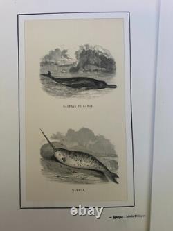 Lot de 60 gravures animalières XIXe siècle Époque Louis-Philippe