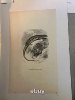 Lot de 60 gravures animalières XIXe siècle Époque Louis-Philippe