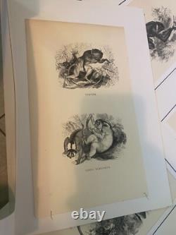 Lot de 60 gravures animalières XIXe siècle Époque Louis-Philippe