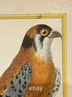 OISEAUX RAPACE Émérillon de Cayenne? - Buffon & Martinet 1770 COLORIS d'EPOQUE