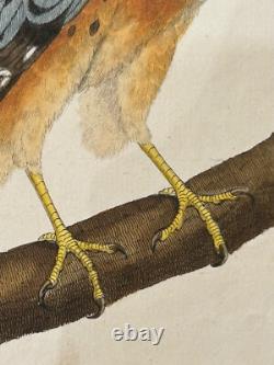 OISEAUX RAPACE Émérillon de Cayenne? - Buffon & Martinet 1770 COLORIS d'EPOQUE