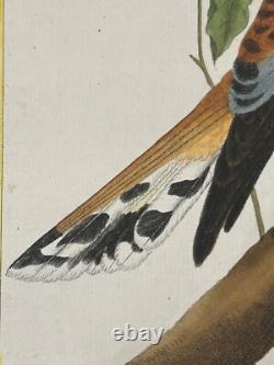 OISEAUX RAPACE Émérillon de Cayenne? - Buffon & Martinet 1770 COLORIS d'EPOQUE