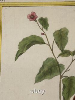 OISEAUX RAPACE Émérillon de Cayenne? - Buffon & Martinet 1770 COLORIS d'EPOQUE