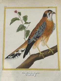 OISEAUX RAPACE Émérillon de Cayenne? - Buffon & Martinet 1770 COLORIS d'EPOQUE